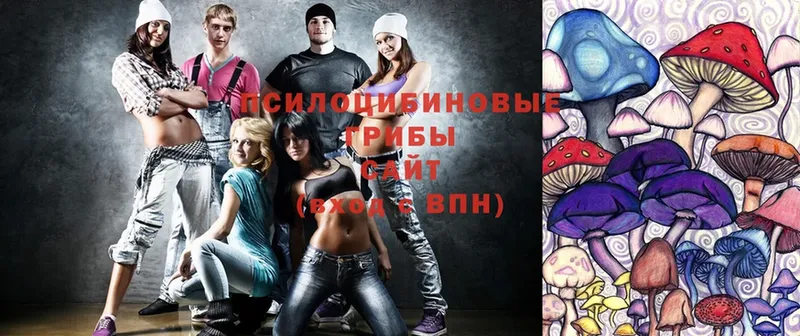 дарнет шоп  Славгород  Галлюциногенные грибы Psilocybine cubensis 